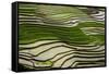 Vietnam . Rice paddies in the highlands of Sapa.-Tom Norring-Framed Stretched Canvas