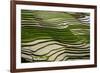 Vietnam . Rice paddies in the highlands of Sapa.-Tom Norring-Framed Photographic Print