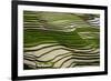 Vietnam . Rice paddies in the highlands of Sapa.-Tom Norring-Framed Photographic Print