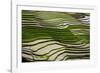 Vietnam . Rice paddies in the highlands of Sapa.-Tom Norring-Framed Photographic Print