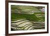 Vietnam . Rice paddies in the highlands of Sapa.-Tom Norring-Framed Photographic Print