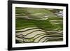 Vietnam . Rice paddies in the highlands of Sapa.-Tom Norring-Framed Photographic Print