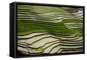 Vietnam . Rice paddies in the highlands of Sapa.-Tom Norring-Framed Stretched Canvas