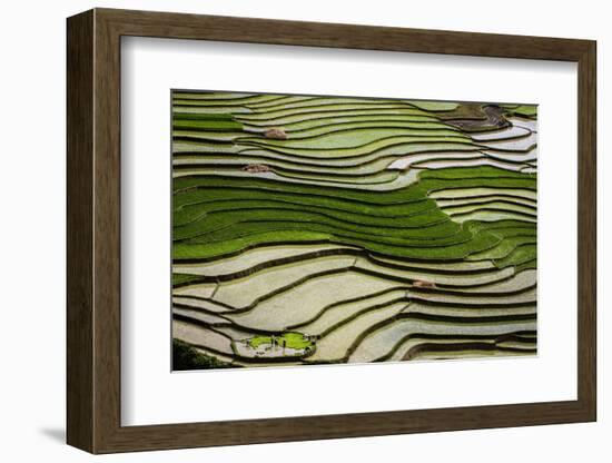 Vietnam . Rice paddies in the highlands of Sapa.-Tom Norring-Framed Photographic Print