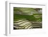 Vietnam . Rice paddies in the highlands of Sapa.-Tom Norring-Framed Photographic Print