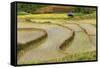 Vietnam . Rice paddies in the highlands of Sapa.-Tom Norring-Framed Stretched Canvas