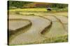 Vietnam . Rice paddies in the highlands of Sapa.-Tom Norring-Stretched Canvas