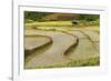 Vietnam . Rice paddies in the highlands of Sapa.-Tom Norring-Framed Photographic Print