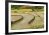 Vietnam . Rice paddies in the highlands of Sapa.-Tom Norring-Framed Photographic Print