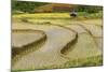 Vietnam . Rice paddies in the highlands of Sapa.-Tom Norring-Mounted Photographic Print