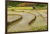 Vietnam . Rice paddies in the highlands of Sapa.-Tom Norring-Framed Photographic Print