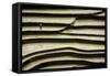 Vietnam . Rice paddies in the highlands of Sapa.-Tom Norring-Framed Stretched Canvas