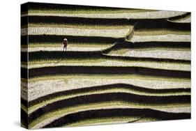 Vietnam . Rice paddies in the highlands of Sapa.-Tom Norring-Stretched Canvas