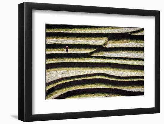 Vietnam . Rice paddies in the highlands of Sapa.-Tom Norring-Framed Photographic Print