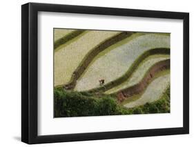 Vietnam . Rice paddies in the highlands of Sapa.-Tom Norring-Framed Photographic Print