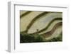 Vietnam . Rice paddies in the highlands of Sapa.-Tom Norring-Framed Photographic Print