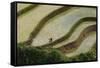 Vietnam . Rice paddies in the highlands of Sapa.-Tom Norring-Framed Stretched Canvas