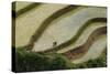 Vietnam . Rice paddies in the highlands of Sapa.-Tom Norring-Stretched Canvas