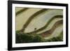 Vietnam . Rice paddies in the highlands of Sapa.-Tom Norring-Framed Photographic Print