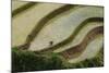 Vietnam . Rice paddies in the highlands of Sapa.-Tom Norring-Mounted Photographic Print