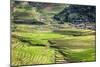 Vietnam . Rice paddies in the highlands of Sapa.-Tom Norring-Mounted Photographic Print