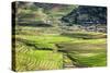 Vietnam . Rice paddies in the highlands of Sapa.-Tom Norring-Stretched Canvas