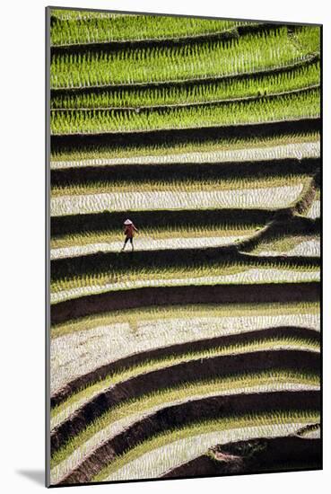 Vietnam . Rice paddies in the highlands of Sapa.-Tom Norring-Mounted Photographic Print