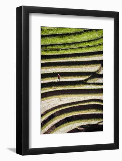 Vietnam . Rice paddies in the highlands of Sapa.-Tom Norring-Framed Photographic Print