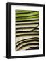 Vietnam . Rice paddies in the highlands of Sapa.-Tom Norring-Framed Photographic Print