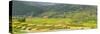 Vietnam . Rice paddies in the highlands of Sapa.-Tom Norring-Stretched Canvas