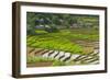 Vietnam . Rice paddies in the highlands of Sapa.-Tom Norring-Framed Photographic Print