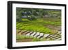 Vietnam . Rice paddies in the highlands of Sapa.-Tom Norring-Framed Photographic Print