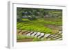 Vietnam . Rice paddies in the highlands of Sapa.-Tom Norring-Framed Photographic Print