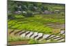 Vietnam . Rice paddies in the highlands of Sapa.-Tom Norring-Mounted Photographic Print