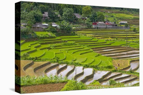 Vietnam . Rice paddies in the highlands of Sapa.-Tom Norring-Stretched Canvas