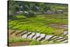 Vietnam . Rice paddies in the highlands of Sapa.-Tom Norring-Stretched Canvas