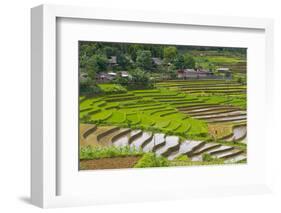 Vietnam . Rice paddies in the highlands of Sapa.-Tom Norring-Framed Photographic Print