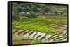 Vietnam . Rice paddies in the highlands of Sapa.-Tom Norring-Framed Stretched Canvas