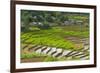 Vietnam . Rice paddies in the highlands of Sapa.-Tom Norring-Framed Photographic Print