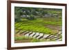 Vietnam . Rice paddies in the highlands of Sapa.-Tom Norring-Framed Photographic Print