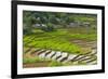 Vietnam . Rice paddies in the highlands of Sapa.-Tom Norring-Framed Photographic Print