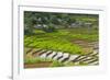 Vietnam . Rice paddies in the highlands of Sapa.-Tom Norring-Framed Photographic Print