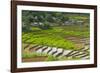 Vietnam . Rice paddies in the highlands of Sapa.-Tom Norring-Framed Photographic Print