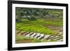 Vietnam . Rice paddies in the highlands of Sapa.-Tom Norring-Framed Photographic Print