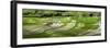 Vietnam . Rice paddies in the highlands of Sapa.-Tom Norring-Framed Photographic Print