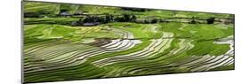 Vietnam . Rice paddies in the highlands of Sapa.-Tom Norring-Mounted Photographic Print