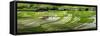 Vietnam . Rice paddies in the highlands of Sapa.-Tom Norring-Framed Stretched Canvas