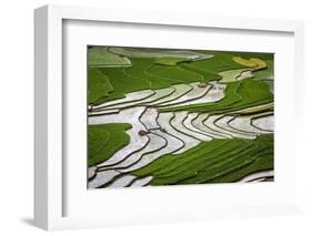 Vietnam . Rice paddies in the highlands of Sapa.-Tom Norring-Framed Photographic Print