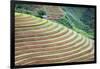 Vietnam . Rice paddies in the highlands of Sapa.-Tom Norring-Framed Photographic Print