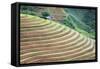 Vietnam . Rice paddies in the highlands of Sapa.-Tom Norring-Framed Stretched Canvas
